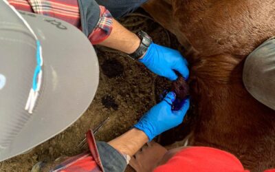 MAGA implementa acciones para evitar la propagación del gusano barrenador