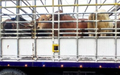 MAGA libera más de 46 millones de moscas para prevenir el Gusano Barrenador