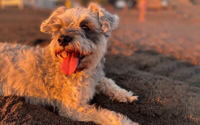 MAGA aconseja cuidar a mascotas por descanso de Semana Santa