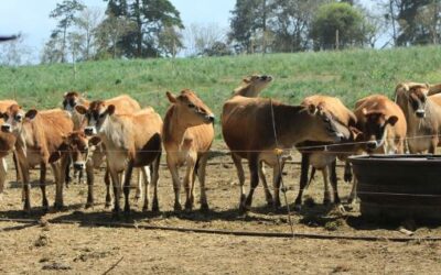 MAGA en Guatemala alerta sobre riesgo para el ganado por altas temperaturas