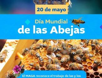 Hoy es el Día Mundial de las Abejas, ¿cuándo y por qué surge?