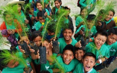 Hoy es el Día del Árbol en Guatemala  