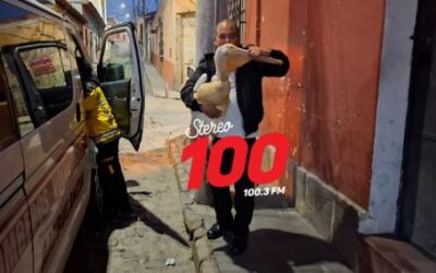 Rescatan a pelícanos en Quetzaltenango