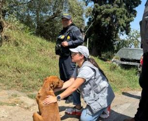 Quetzaltenango: Rescatan a perro porque no recibía cuidados mínimos