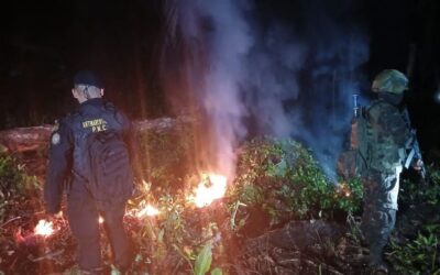 Erradican 100 mil plantas de hojas de coca