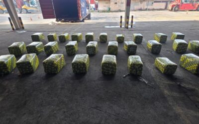 Incautan más de 900 libras de marihuana que sería enviada a República Dominicana
