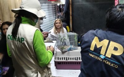 Rescatan especies en operativo interinstitucional en mercado El Guarda de Guatemala