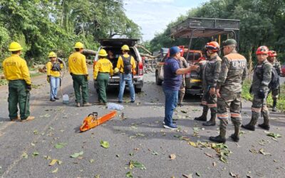 Caen árboles sobre ruta al Pacífico