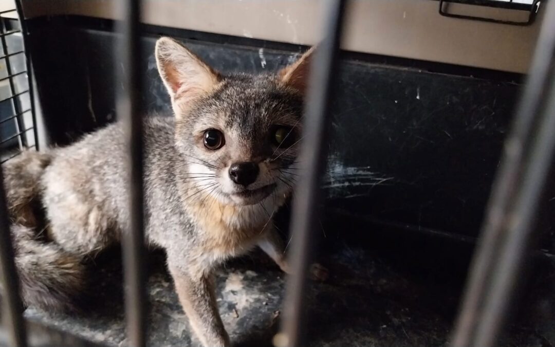 Tenían en cautiverio a cachorro de zorro gris en zona 4 Xela
