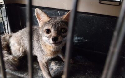 Tenían en cautiverio a cachorro de zorro gris en zona 4 Xela