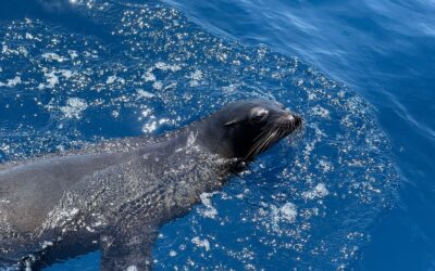 Liberan a león marino en el Pacífico