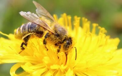 China crea la primera abeja teledirigida, que puede utilizarse para espionaje y vigilancia