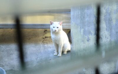 Llaman a la conciencia y cuidado para evitar la superpoblación gatuna