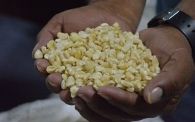 Hoy es el Día Nacional del Maíz en Guatemala