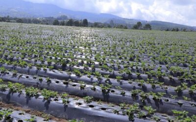 MAGA monitorea 247 municipios debido a la ausencia de lluvias