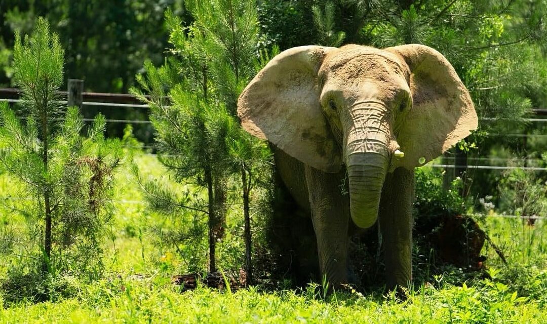 Día Mundial del Elefante