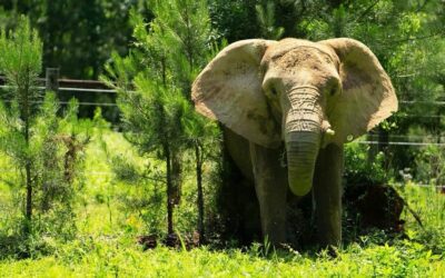 Día Mundial del Elefante