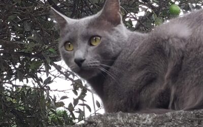 Día Internacional del Gato