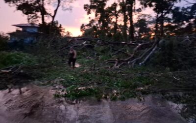 Estragos por caída de árboles en Retalhuleu