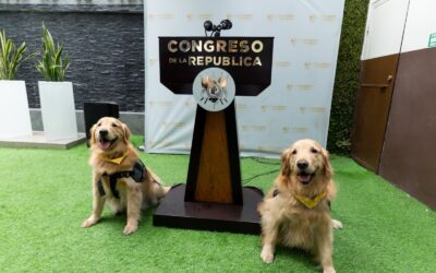 Dialogan sobre iniciativa para reformas a la Ley de Bienestar Animal