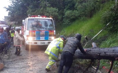 Árbol caído y deslizamiento afectan tránsito en Totonicapán