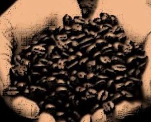 El largo viaje del café hasta el Reino de Guatemala