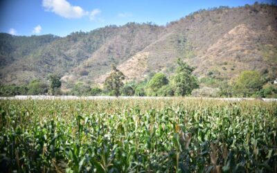 Lluvias irregulares obligan a monitorear 253 municipios en Guatemala