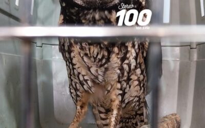 Búho rescatado en San Marcos fue liberado en Quetzaltenango