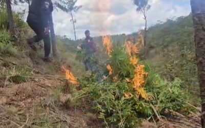 Incineran en Totonicapán 14 mil 400 matas de marihuana