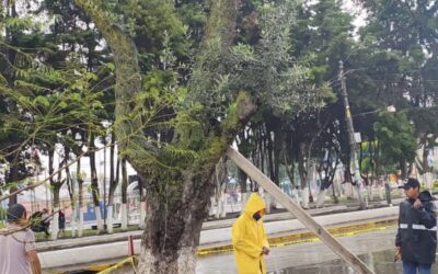 Árbol a punto de caer en el sector de venta de flores en el parque El Calvario de Xela.