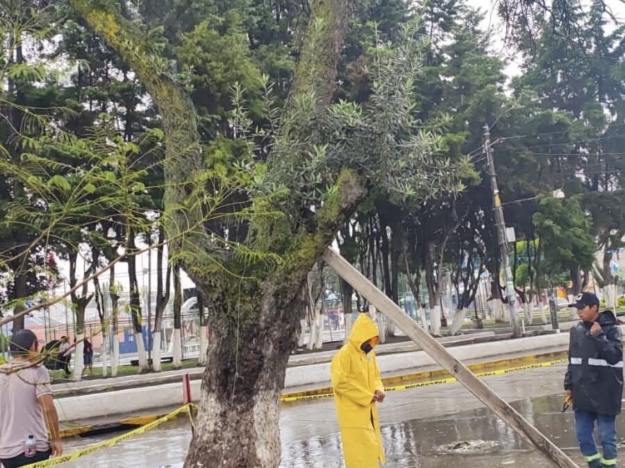 Árbol a punto de caer en el sector de venta de flores en el parque El Calvario de Xela.