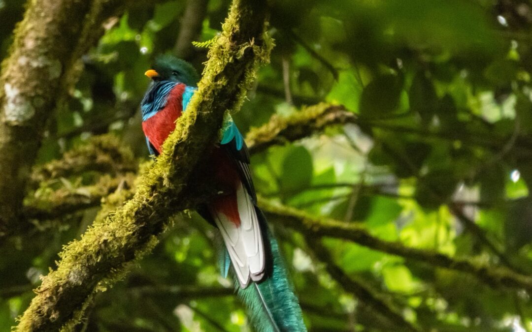 5 de septiembre: Guatemala celebra el Día Nacional del Quetzal