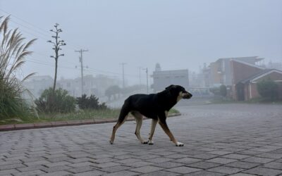 Clima hoy en Xela: Neblina matinal y lluvias por la tarde