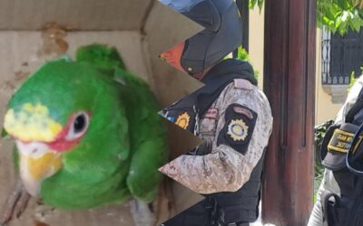 Operativo contra el tráfico ilegal de fauna silvestre en Quetzaltenango