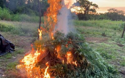 PNC erradica droga valorada en más de Q9 millones