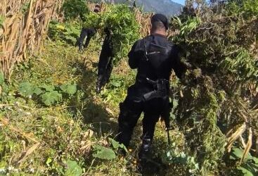 PNC erradica plantación de marihuana valorada en más de Q800 mil