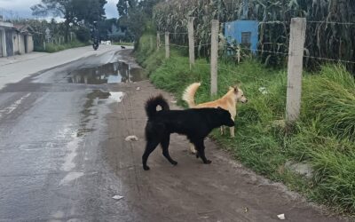 Cocode, Centro de Salud y Gobernación se reúnen por proliferación de perros en condición de calle