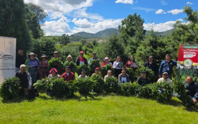 Inab fortalece capacidad de productores de pinabete