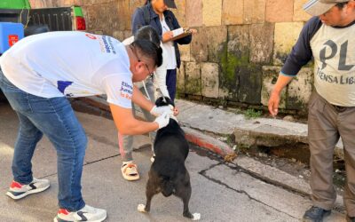 Inicia jornada de vacunación antirrábica en Totonicapán