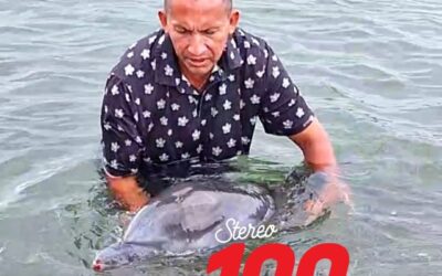 Localizan delfín en Champerico