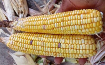 Conap desarrolla estudio histórico sobre diversidad genética y cultural del maíz