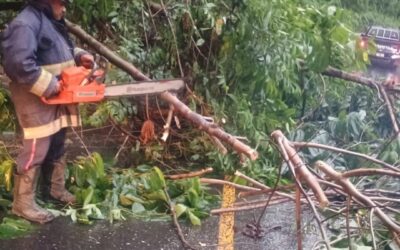 Fuertes lluvias provocan caída de árbol en la ruta al Pacífico, Colomba Costa Cuca