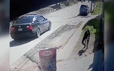 Captan robo de perrito en zona 10 de Quetzaltenango