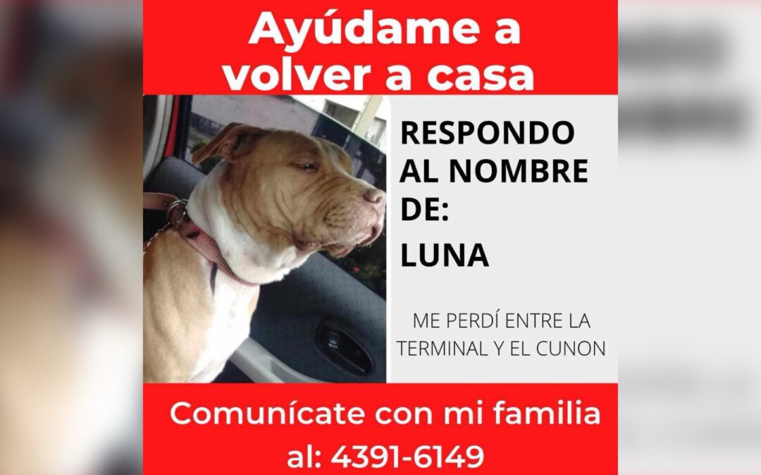Servicio Social: Buscan a “Luna” desaparecida en Quetzaltenango