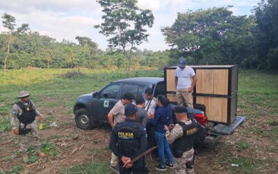 Capturan a posible pantera que deambulaba cerca de un campo de fútbol en Mazatenango