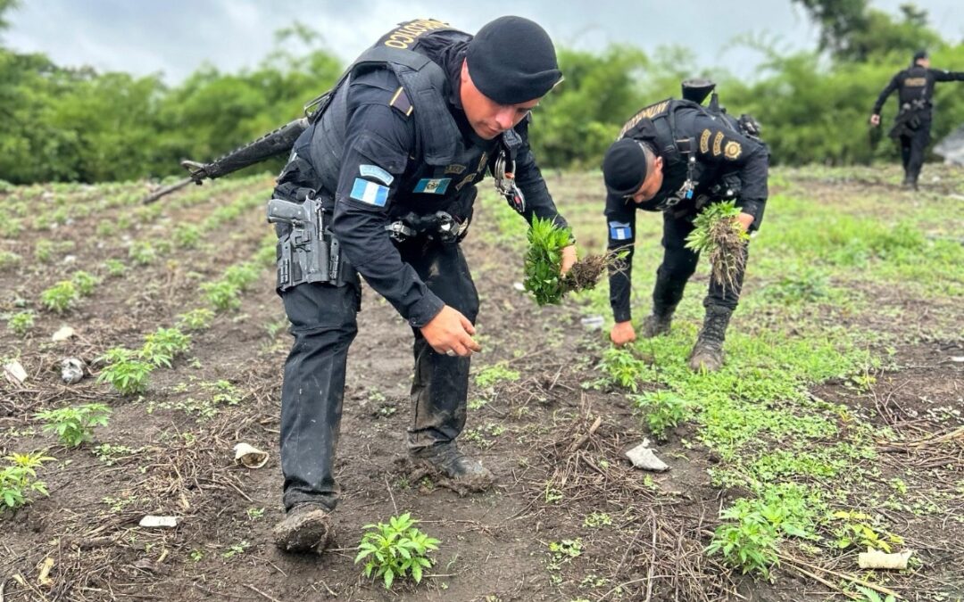 Más de 70 mil matas de marihuana son erradicadas en operativo antinarcóticos en Petén