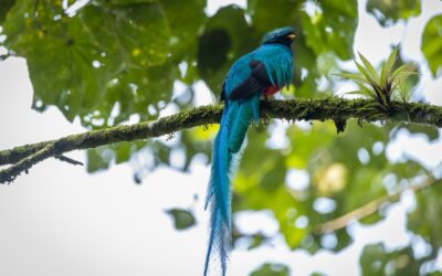 18 de noviembre de 1871: el Quetzal es declarado Ave Nacional de Guatemala