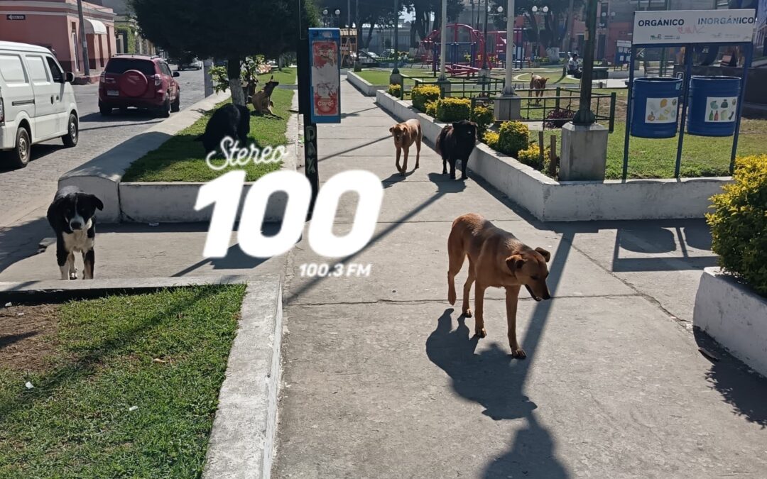 Inicia plan piloto de castración de perros callejeros en el sector de El Calvario