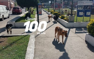 Inicia plan piloto de castración de perros callejeros en el sector de El Calvario