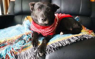 UBA aconseja cuidar a las mascotas por época fría